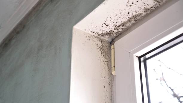 Office Mold Removal Services in Empire, CA