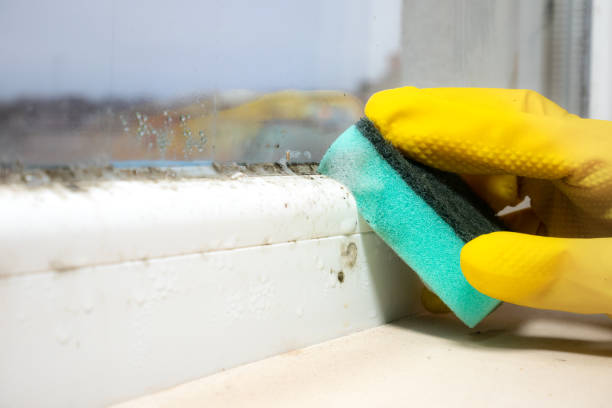 Best Mold Remediation  in Empire, CA