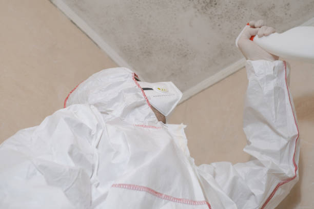 Best Mold Damage Repair  in Empire, CA