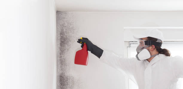 Best Local Mold Removal Service  in Empire, CA
