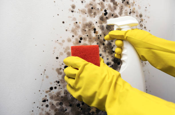 Best Toxic Mold Removal  in Empire, CA
