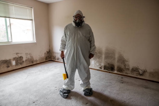Attic Mold Removal in Empire, CA